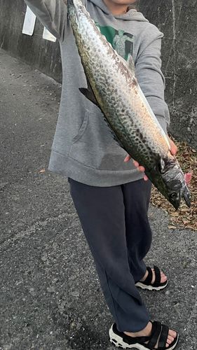 サワラの釣果