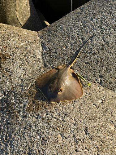 エイの釣果