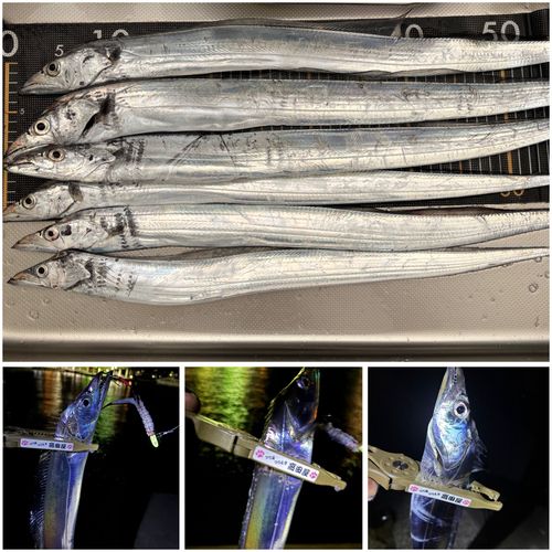 タチウオの釣果