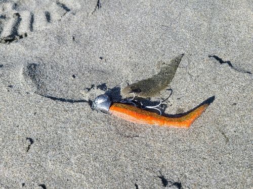 シタビラメの釣果