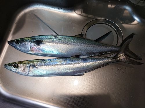 サゴシの釣果