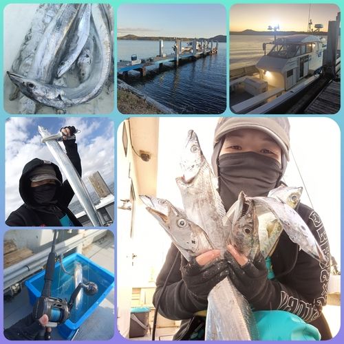 タチウオの釣果