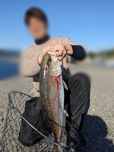 カンパチの釣果
