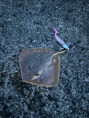 アカエイの釣果