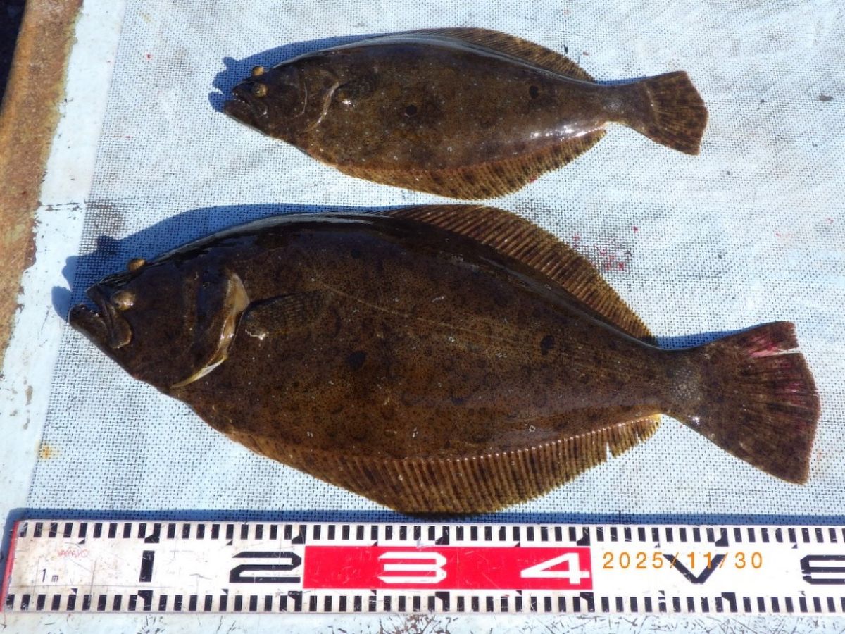 石川釣船@船長さんの釣果 3枚目の画像