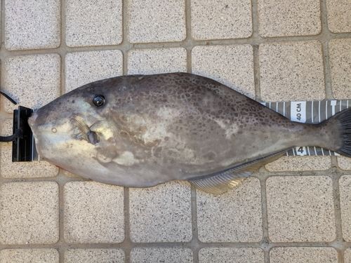 ウスバハギの釣果