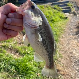 スモールマウスバス