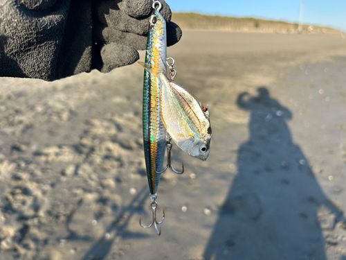 ヒイラギの釣果