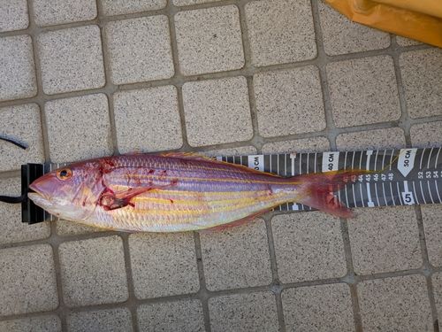 イトヨリダイの釣果