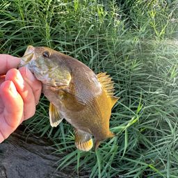 スモールマウスバス