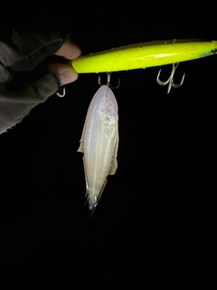 シタビラメの釣果