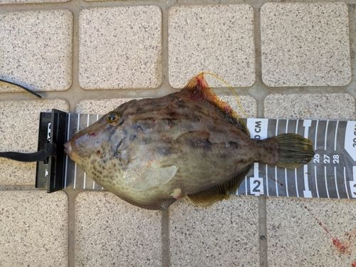 カワハギの釣果