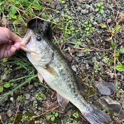 ラージマウスバス