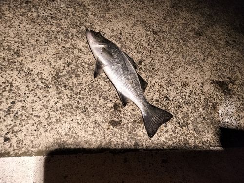 セイゴ（ヒラスズキ）の釣果