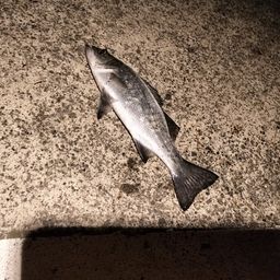 セイゴ（ヒラスズキ）