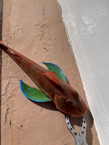 ホウボウの釣果