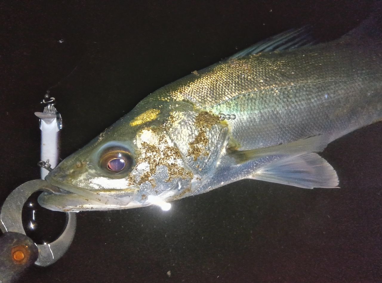 SHIMANO ネッサ CI4+ S108MSTの最安値・インプレ・釣果 | 本音の口コミ