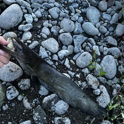 スモールマウスバス