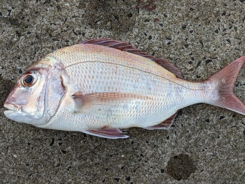 マダイの釣果