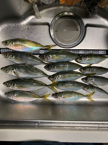 アジの釣果