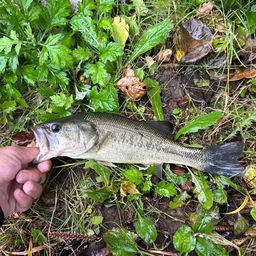 ラージマウスバス