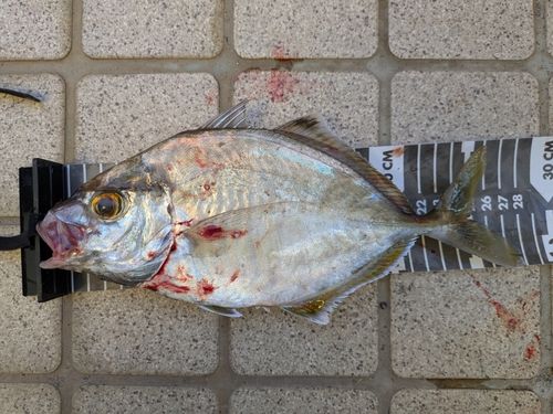 カイワリの釣果