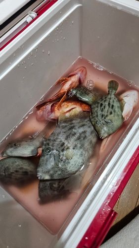 カワハギの釣果