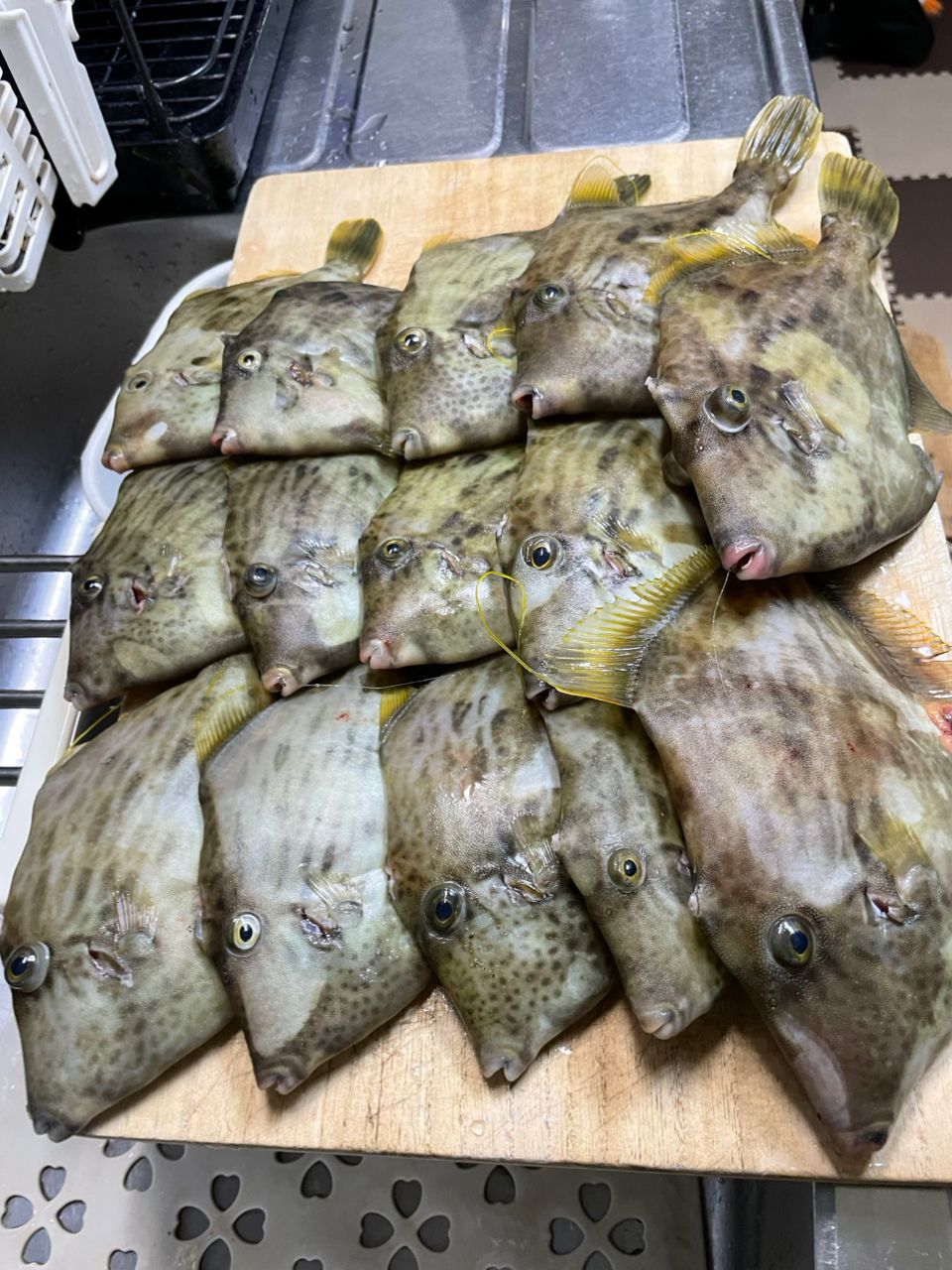 金沢八景のつり吉さんの釣果 1枚目の画像