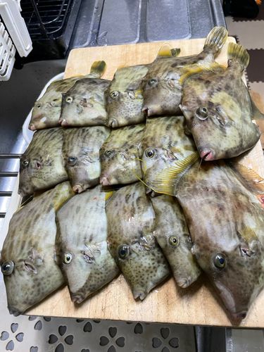 カワハギの釣果