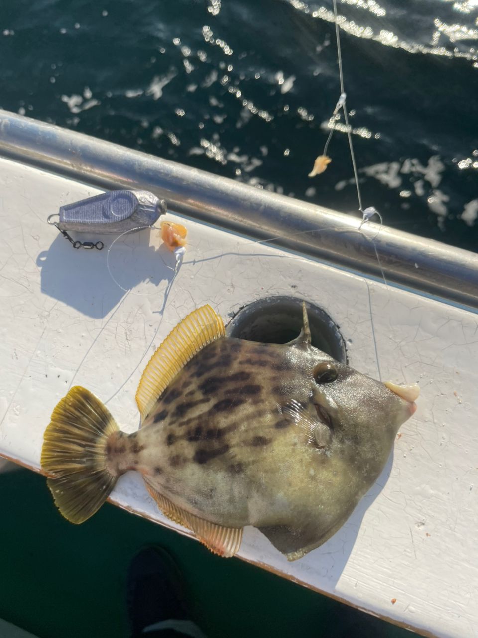 金沢八景のつり吉さんの釣果 3枚目の画像