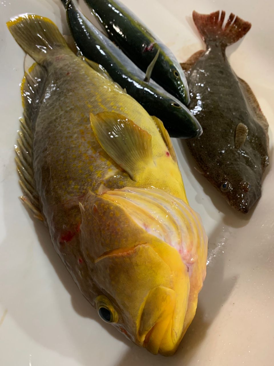 saltytakaさんの釣果 1枚目の画像