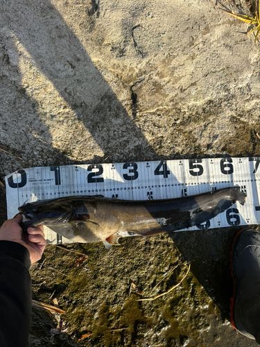ナマズの釣果