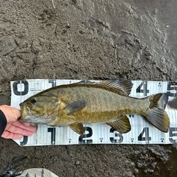 スモールマウスバス