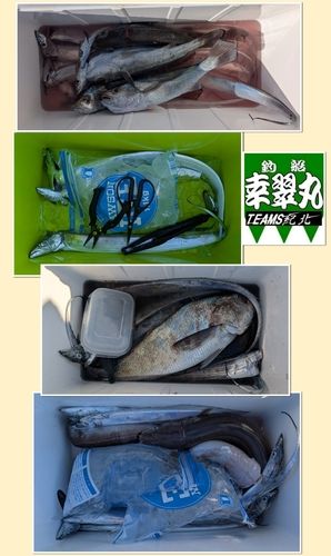 タチウオの釣果