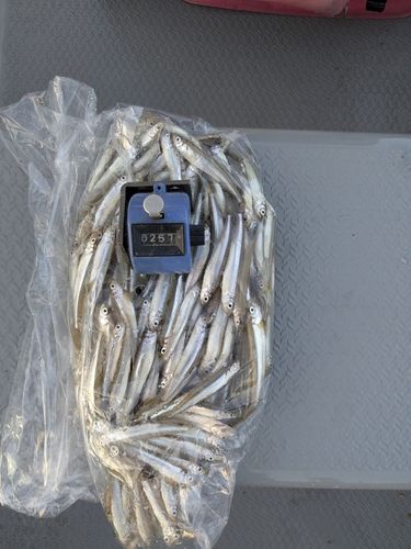 ワカサギの釣果