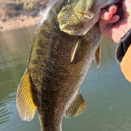 スモールマウスバス