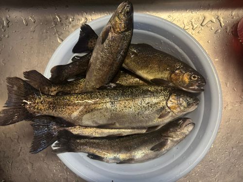 北方川釣り体験場マス釣り場