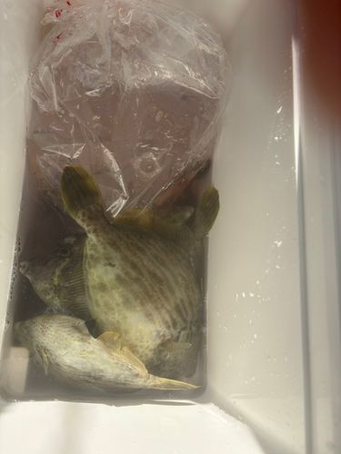 カワハギの釣果