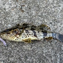 タケノコメバル