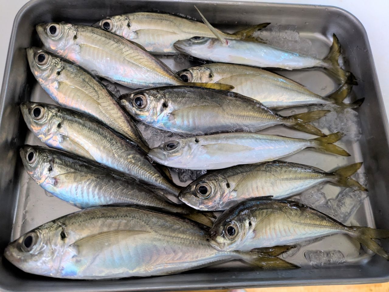 SHIMANO 20ソアレ TT アジング S64UL-Sの最安値・インプレ・釣果