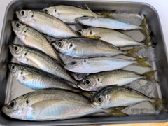 アジの釣果