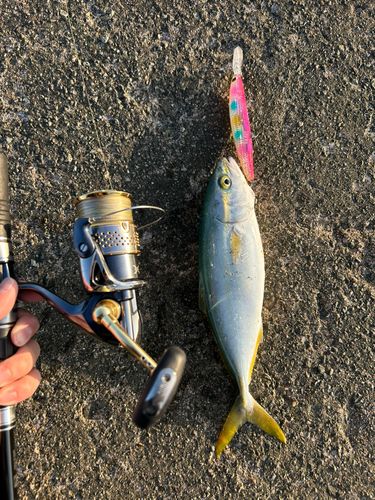 コズクラの釣果