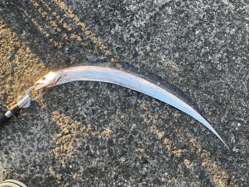 タチウオの釣果