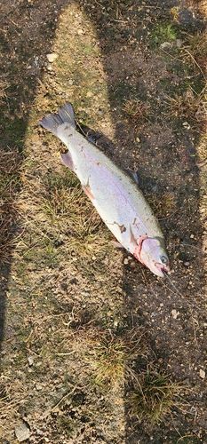 トラウトの釣果