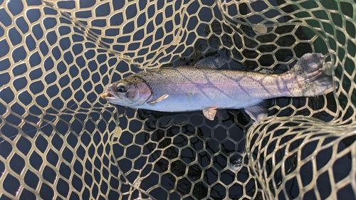 ニジマスの釣果