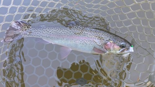 ニジマスの釣果
