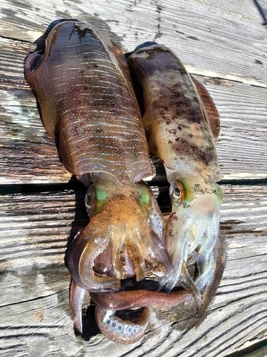 アオリイカの釣果