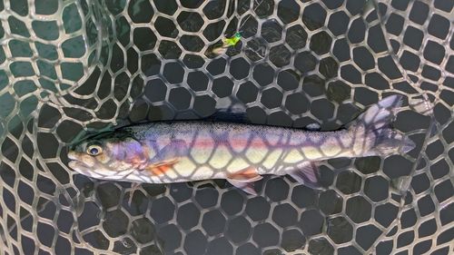 ニジマスの釣果