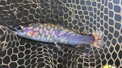 ニジマスの釣果