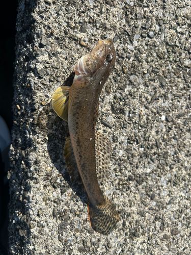 マハゼの釣果